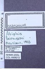 Etiketten zu Abiphis fairmairei (Fleutiaux, 1903) (NHMW-ZOO-COL-0008212)